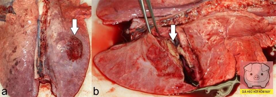 Bệnh viêm phổi dính sườn (APP) ở heo