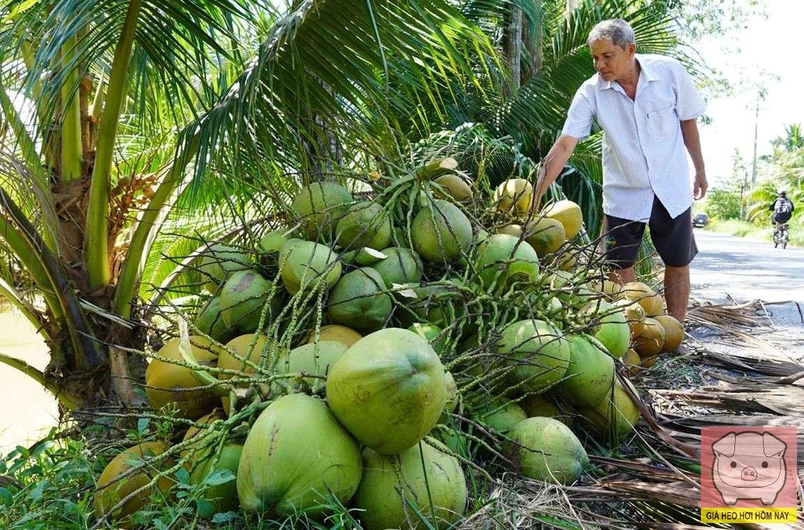 Dừa hữu cơ bến tre, Diện tích dừa hữu cơ, Xuất khẩu dừa bến tre