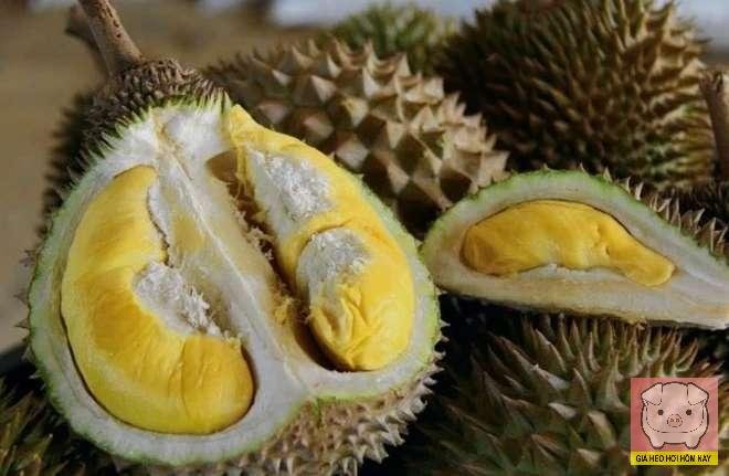 Sầu riêng Tupai King là gì, sầu riêng Tupai King, giá sầu riêng Tupai King, sầu riêng Malaysia