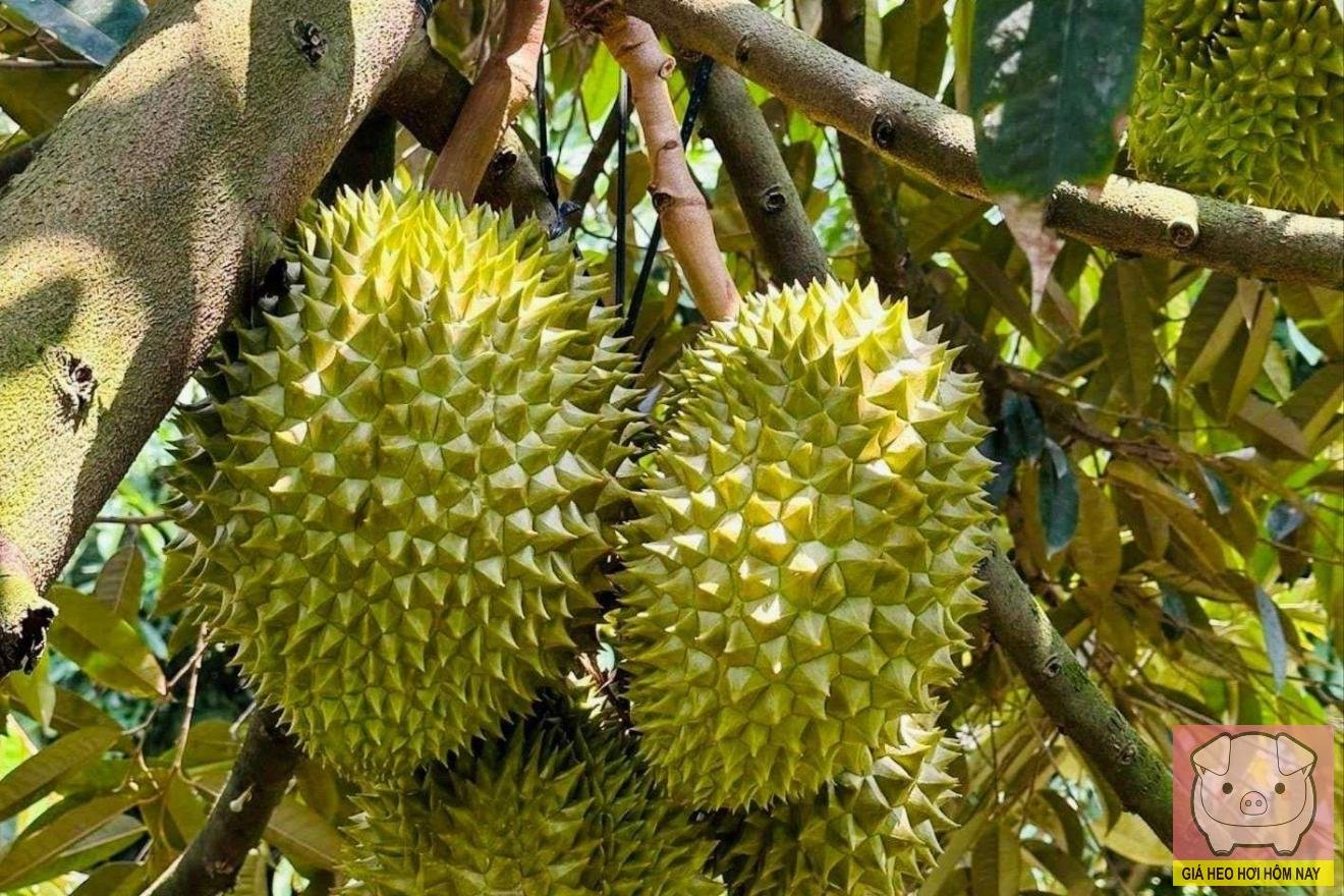 Xuất khẩu sầu riêng, thị trường Trung Quốc, chi phí kiểm nghiệm, mã số vùng trồng, sầu riêng Việt