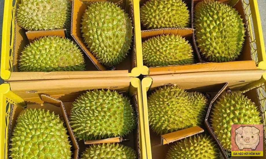 Xuất khẩu sầu riêng, thị trường Trung Quốc, chi phí kiểm nghiệm, mã số vùng trồng, sầu riêng Việt