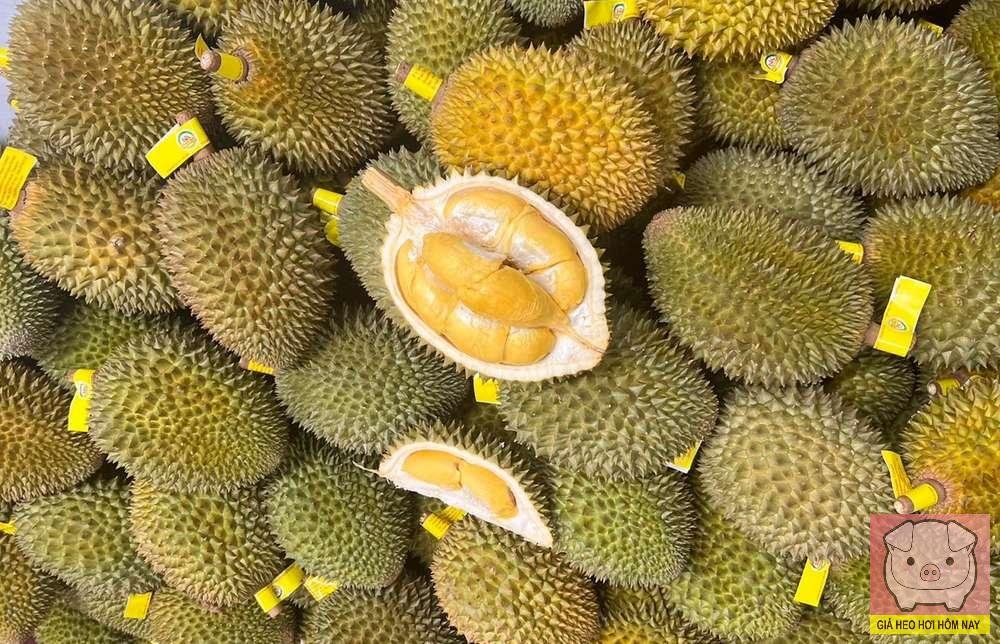 Ngành sầu riêng Việt Nam, xuất khẩu sầu riêng, mã số vùng trồng, tiêu chuẩn Trung Quốc, phát triển bền vững