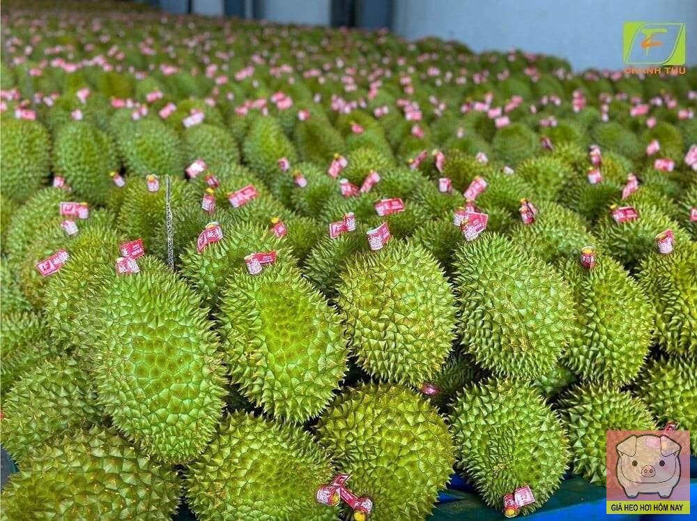 Ngành sầu riêng Việt Nam, xuất khẩu sầu riêng, mã số vùng trồng, tiêu chuẩn Trung Quốc, phát triển bền vững