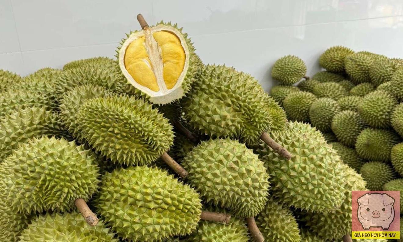 Ngành sầu riêng Việt Nam, xuất khẩu sầu riêng, mã số vùng trồng, tiêu chuẩn Trung Quốc, phát triển bền vững