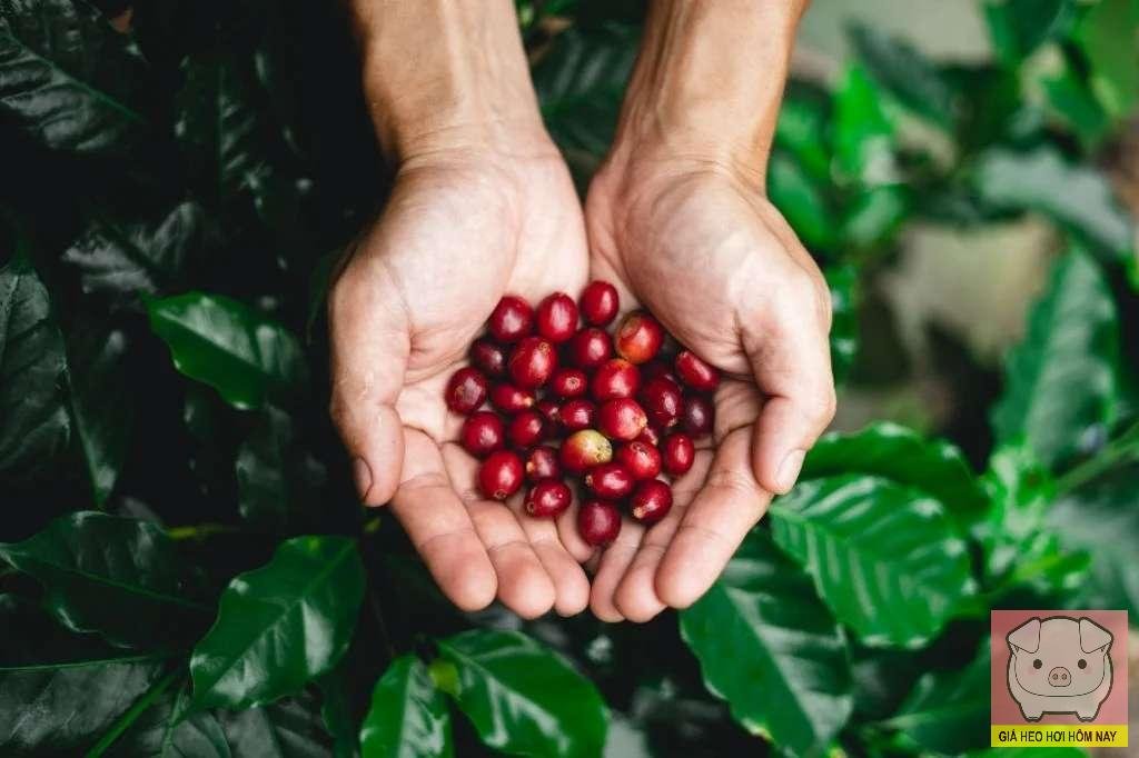 Thủ phủ cà phê mới, Lâm Đồng, Đắk Lắk, diện tích cà phê, xuất khẩu cà phê Việt Nam