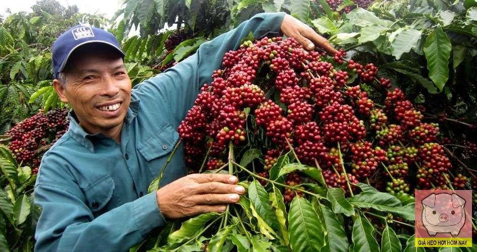 Thủ phủ cà phê mới, Lâm Đồng, Đắk Lắk, diện tích cà phê, xuất khẩu cà phê Việt Nam