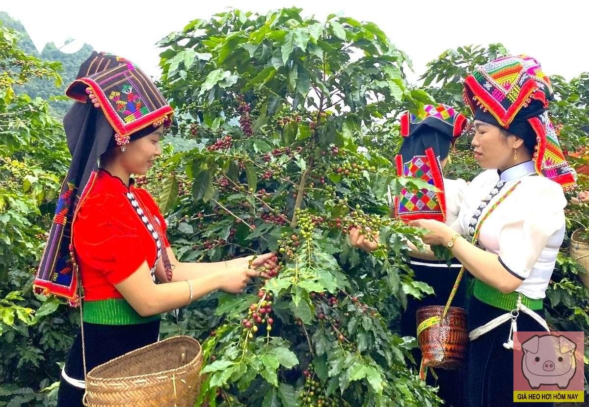 Thủ phủ cà phê mới, Lâm Đồng, Đắk Lắk, diện tích cà phê, xuất khẩu cà phê Việt Nam