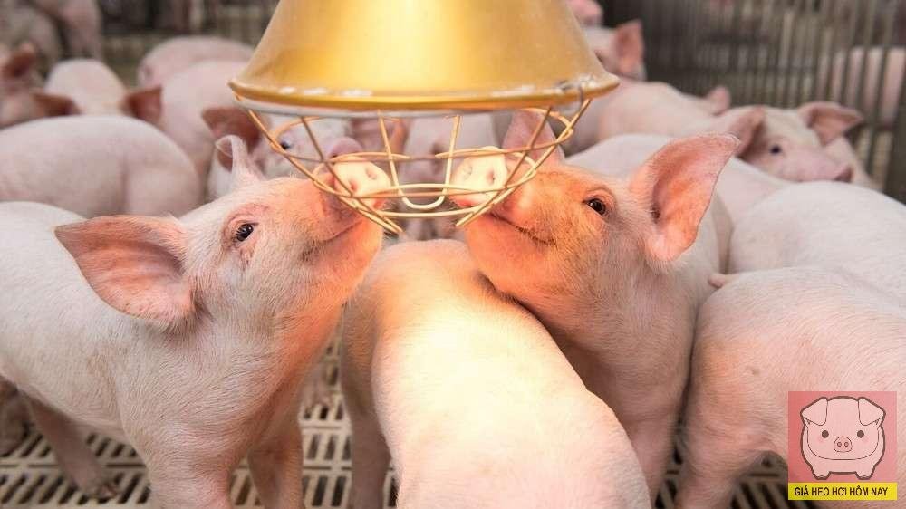 Giá heo hơi 30/5/2025, thị trường heo hơi, dịch tả heo châu Phi, giá heo hôm nay, Nghệ An tiêu hủy heo bệnh