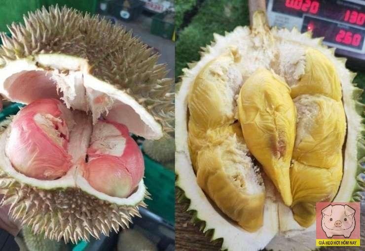 Sầu riêng Tupai King, trái cây cao cấp Malaysia, giá sầu riêng mới, Tupai King Penang