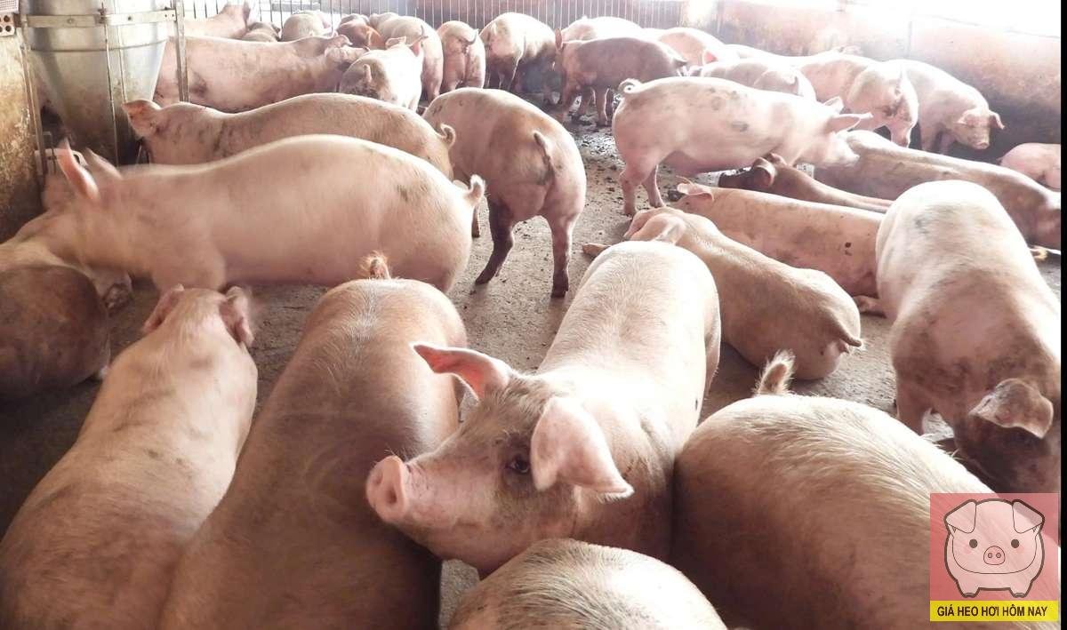 giá heo hơi, lợi nhuận chăn nuôi, Dabaco, BAF, Hoàng Anh Gia Lai, lợi nhuận ngành chăn nuôi