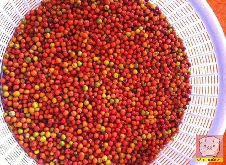 Giá tiêu 24/10/2025, giá tiêu hôm nay 24/10/2025, giá tiêu, giá tiêu trong nước, giá tiêu thế giới, xuất khẩu hồ tiêu, hồ tiêu Việt Nam