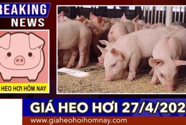 Giá Heo Hơi