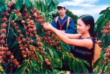 giá cafe hôm nay, giá cà phê hàng ngày