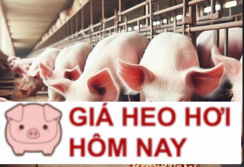 Cập nhật giá lợn hơi hôm nay 25/9/2024: Tăng rải rác 1.000 đồng/kg