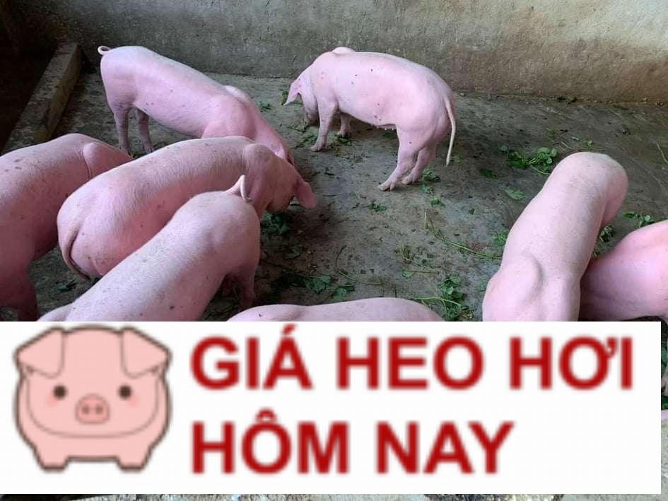 Cập nhật giá lợn hơi hôm nay 25/9/2024: Tăng rải rác 1.000 đồng/kg