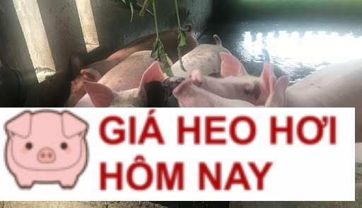 Cập nhật giá lợn hơi hôm nay 25/9/2024: Tăng rải rác 1.000 đồng/kg