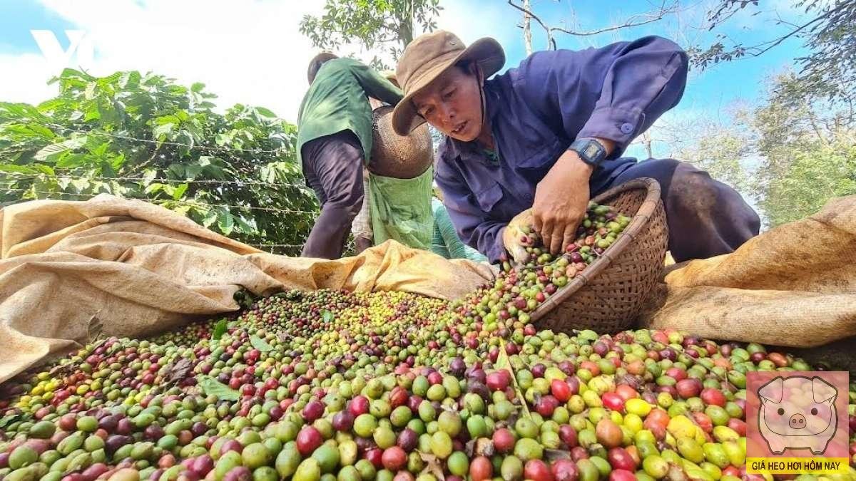 Cà phê tăng giá, Nông dân trồng cà phê lãi kỷ lục