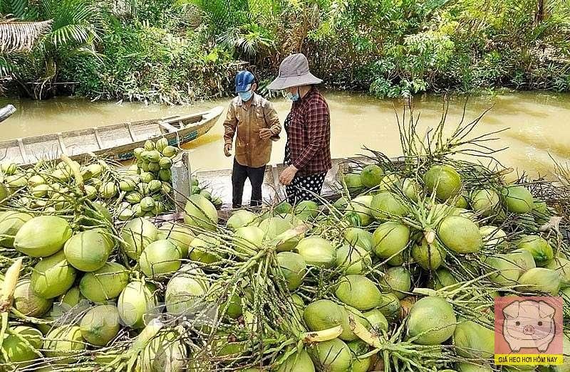 Ngành dừa Việt Nam