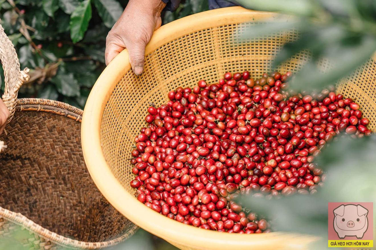 dự báo giá cà phê 28/10, giá cà phê hôm nay, giá cà phê tăng, giá cà phê Tây Nguyên, giá cà phê thế giới, cà phê Robusta, cà phê Arabica