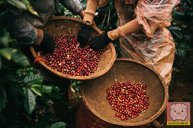 giaheohoihomnay-com-101 dự báo giá cà phê 28/10, giá cà phê hôm nay, giá cà phê tăng, giá cà phê Tây Nguyên, giá cà phê thế giới, cà phê Robusta, cà phê Arabica