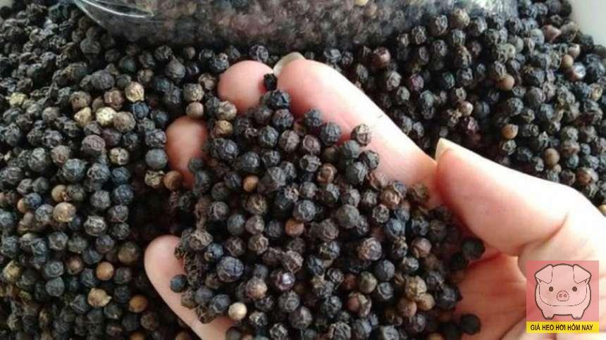 giaheohoihomnay-com-109 giá tiêu hôm nay 28/10, giá tiêu 145.000 đồng/kg, giá tiêu trong nước, giá tiêu thế giới, xuất khẩu hồ tiêu Việt Nam