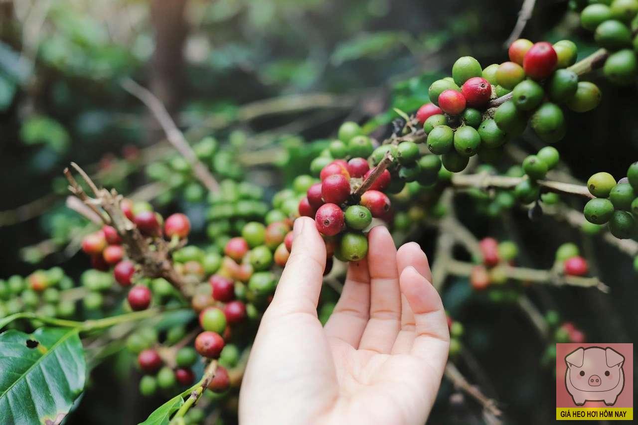giá cà phê hôm nay 28/10, giá cà phê trong nước, giá cà phê thế giới, thị trường cà phê, cà phê Tây Nguyên