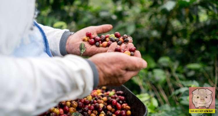 giá cà phê hôm nay 28/10, giá cà phê trong nước, giá cà phê thế giới, thị trường cà phê, cà phê Tây Nguyên