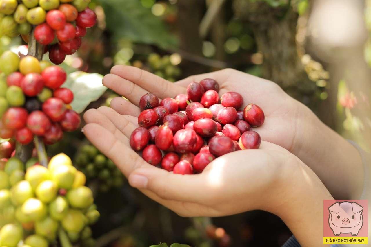 giá cà phê hôm nay 28/10, giá cà phê trong nước, giá cà phê thế giới, thị trường cà phê, cà phê Tây Nguyên