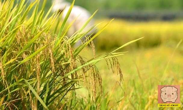 giá lúa gạo hôm nay 28/10, giá gạo xuất khẩu, xuất khẩu gạo Việt Nam, giá gạo trong nước, VFA