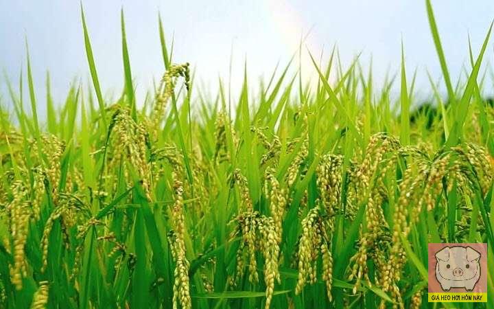 giá lúa gạo hôm nay 28/10, giá gạo xuất khẩu, xuất khẩu gạo Việt Nam, giá gạo trong nước, VFA