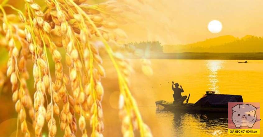 giá lúa gạo hôm nay 28/10, giá gạo xuất khẩu, xuất khẩu gạo Việt Nam, giá gạo trong nước, VFA