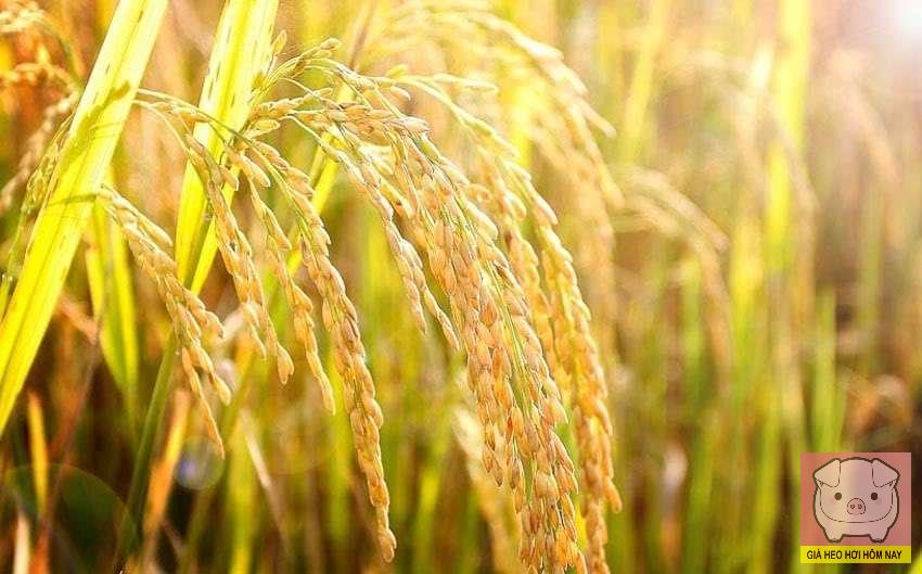 giá lúa gạo hôm nay 28/10, giá gạo xuất khẩu, xuất khẩu gạo Việt Nam, giá gạo trong nước, VFA