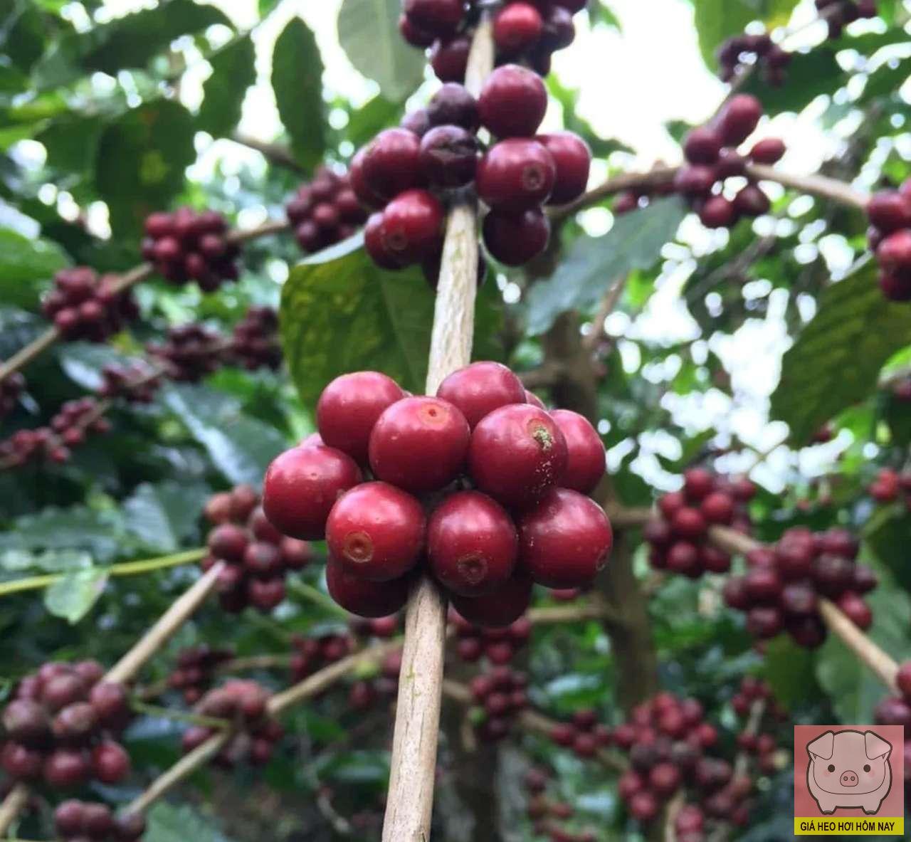 giá cà phê 29/10, giá cà phê hôm nay, giá cà phê Tây Nguyên, cà phê Robusta, cà phê Arabica, thị trường cà phê 2025