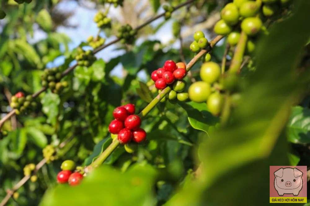 giá cà phê 29/10, giá cà phê hôm nay, giá cà phê Tây Nguyên, cà phê Robusta, cà phê Arabica, thị trường cà phê 2025