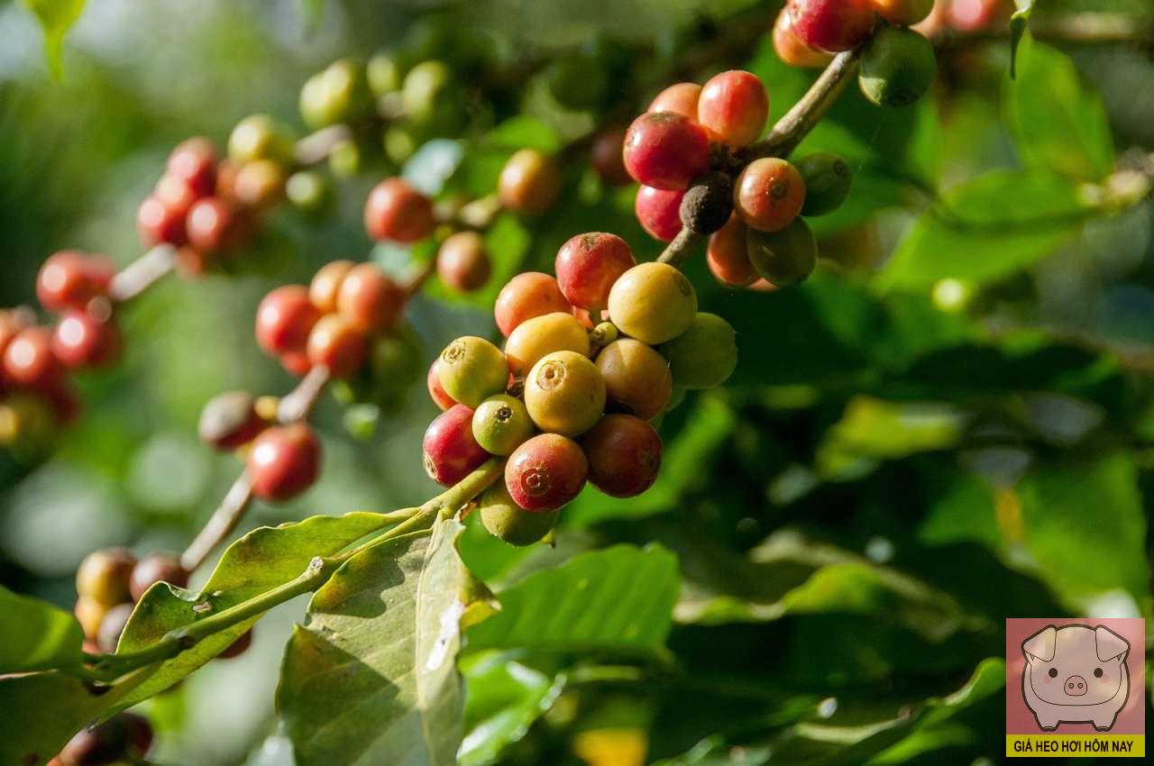 giá cà phê 29/10, giá cà phê hôm nay, giá cà phê Tây Nguyên, cà phê Robusta, cà phê Arabica, thị trường cà phê 2025