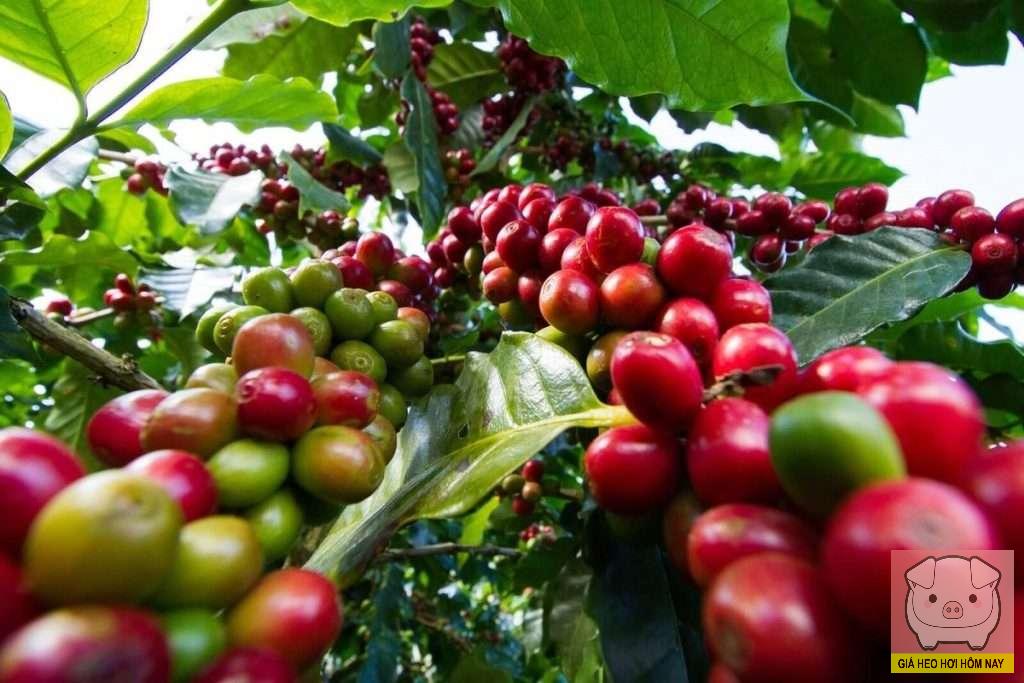 giaheohoihomnay-com-132 giá cà phê 29/10, giá cà phê hôm nay, giá cà phê Tây Nguyên, cà phê Robusta, cà phê Arabica, thị trường cà phê 2025