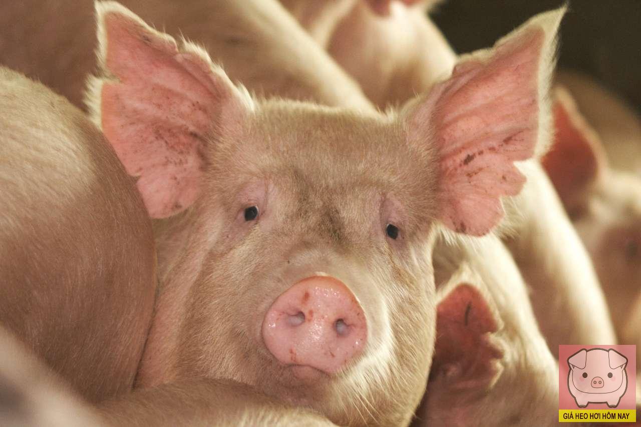 giá heo hơi hôm nay 30/10/2025, dự báo giá heo hơi, giá heo hơi miền Bắc, giá heo hơi miền Trung, giá heo hơi miền Nam