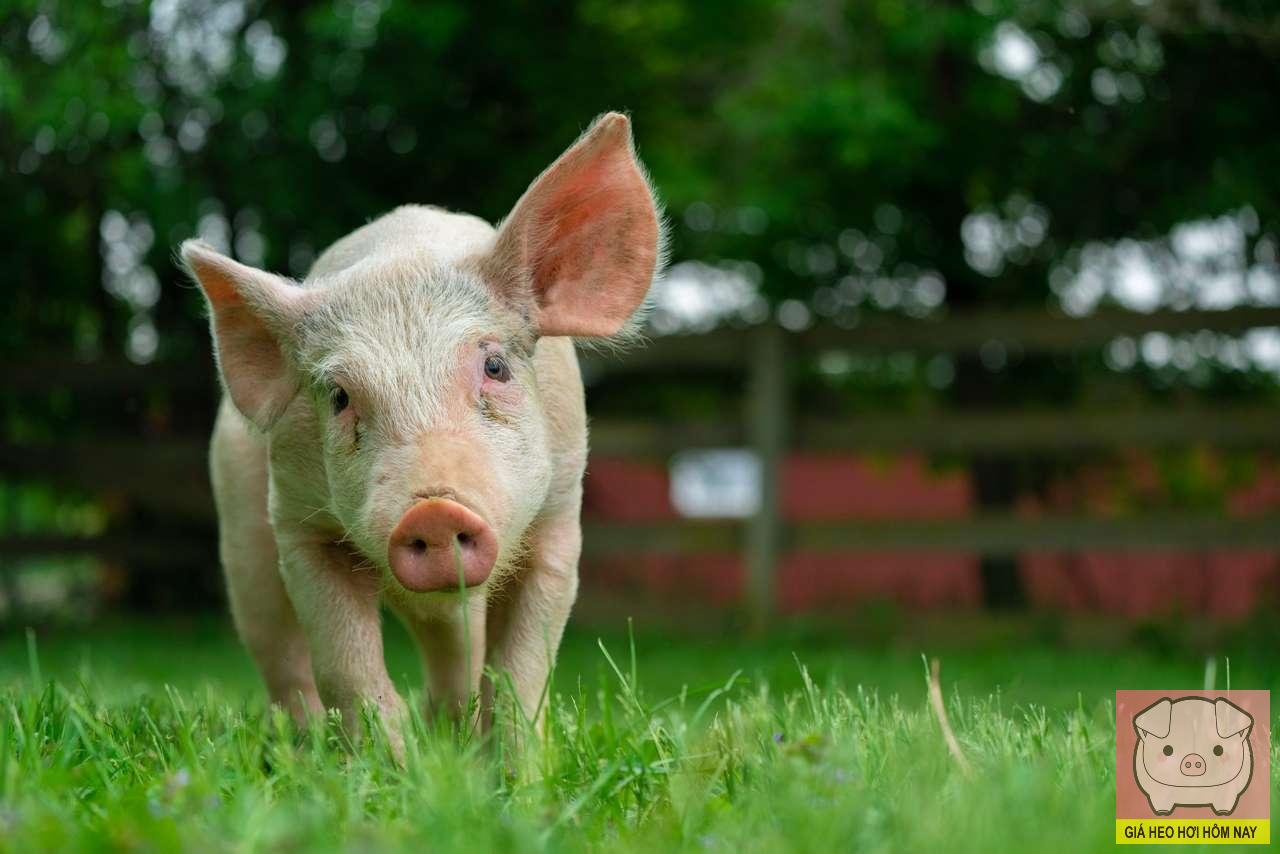 giá heo hơi hôm nay 30/10/2025, dự báo giá heo hơi, giá heo hơi miền Bắc, giá heo hơi miền Trung, giá heo hơi miền Nam
