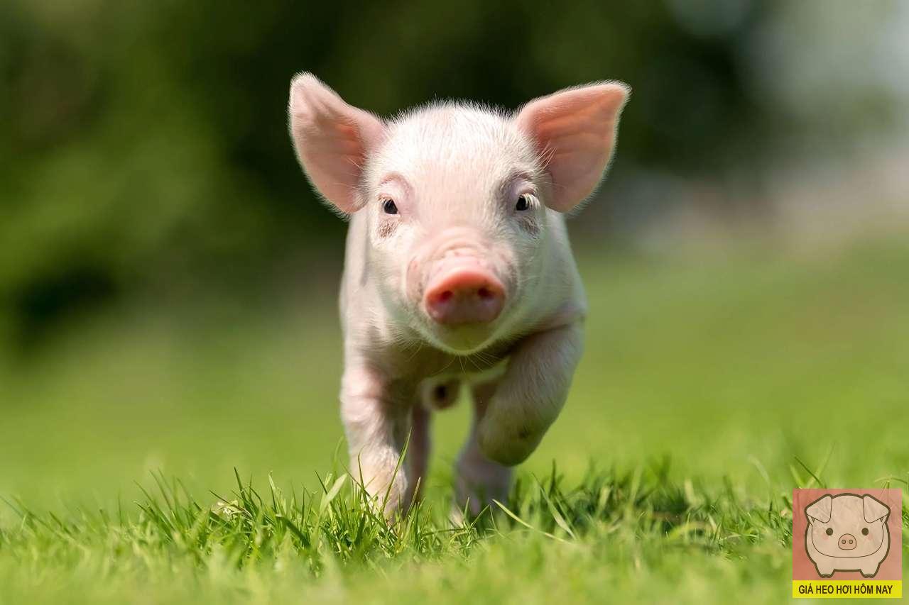 giaheohoihomnay-com-135 giá heo hơi hôm nay 30/10/2025, dự báo giá heo hơi, giá heo hơi miền Bắc, giá heo hơi miền Trung, giá heo hơi miền Nam
