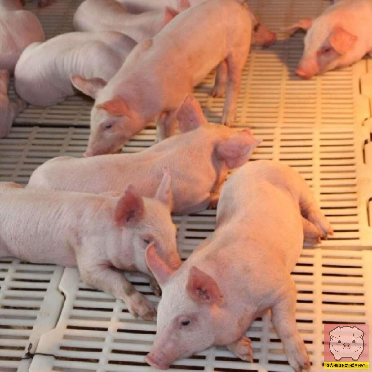 giá heo hơi hôm nay 30/10/2025, giá heo hơi miền Bắc, giá heo hơi miền Trung, giá heo hơi miền Nam, thị trường heo hơi, giá lợn hơi