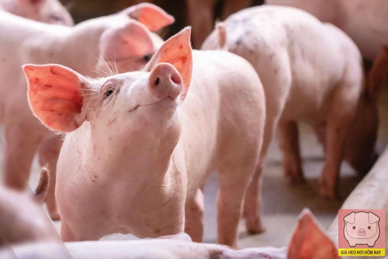giá heo hơi hôm nay 30/10/2025, giá heo hơi miền Bắc, giá heo hơi miền Trung, giá heo hơi miền Nam, thị trường heo hơi, giá lợn hơi