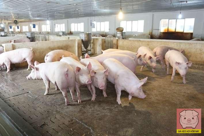 giaheohoihomnay-com-138 giá heo hơi hôm nay 30/10/2025, giá heo hơi miền Bắc, giá heo hơi miền Trung, giá heo hơi miền Nam, thị trường heo hơi, giá lợn hơi