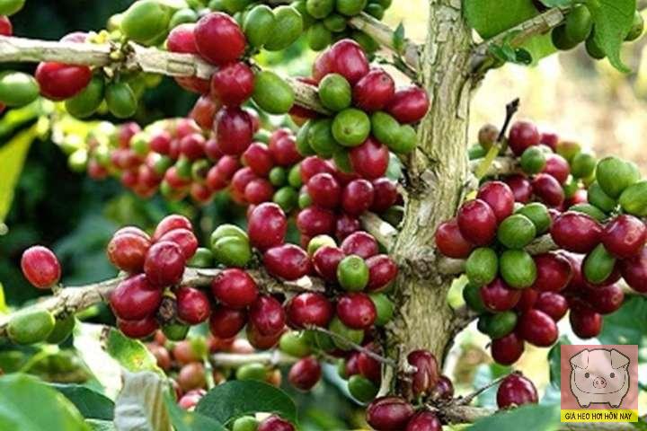 giá cà phê hôm nay, giá cà phê 30/10, giá cà phê trong nước, giá cà phê thế giới, robusta, arabica, Đắk Lắk, Gia Lai, Đắk Nông