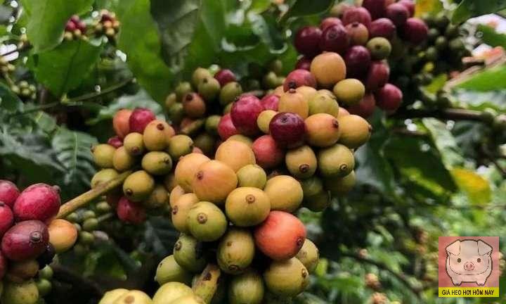 giá cà phê hôm nay, giá cà phê 30/10, giá cà phê trong nước, giá cà phê thế giới, robusta, arabica, Đắk Lắk, Gia Lai, Đắk Nông