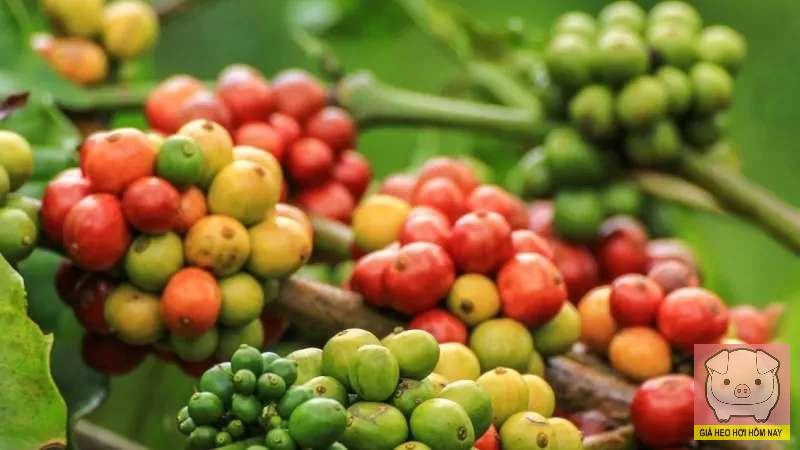 giá cà phê hôm nay, giá cà phê 30/10, giá cà phê trong nước, giá cà phê thế giới, robusta, arabica, Đắk Lắk, Gia Lai, Đắk Nông