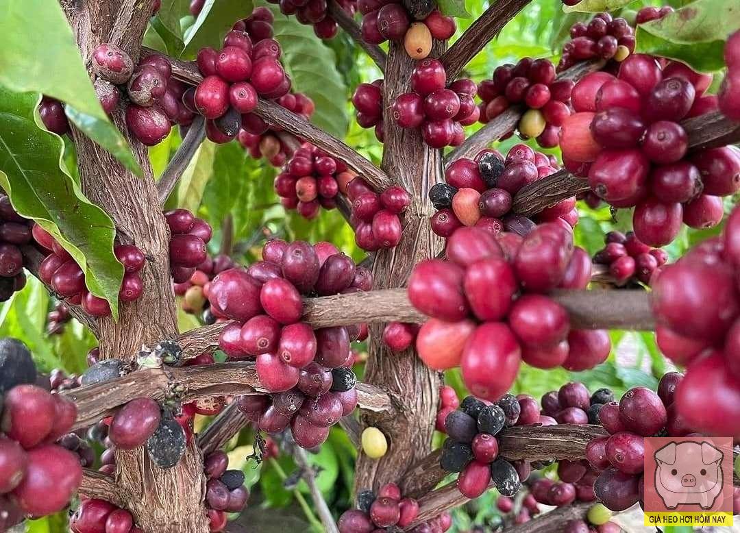 giaheohoihomnay-com-143 giá cà phê hôm nay, giá cà phê 30/10, giá cà phê trong nước, giá cà phê thế giới, robusta, arabica, Đắk Lắk, Gia Lai, Đắk Nông