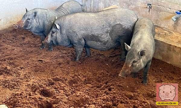 Dự báo giá heo hơi 31/10, giá heo hơi hôm nay, giá heo hơi 30/10, giá heo hơi miền Bắc, giá heo hơi miền Trung, giá heo hơi miền Nam, dự báo giá heo hơi 31/10