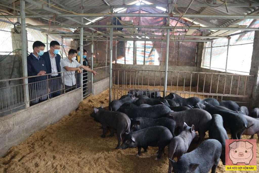 Dự báo giá heo hơi 31/10, giá heo hơi hôm nay, giá heo hơi 30/10, giá heo hơi miền Bắc, giá heo hơi miền Trung, giá heo hơi miền Nam, dự báo giá heo hơi 31/10