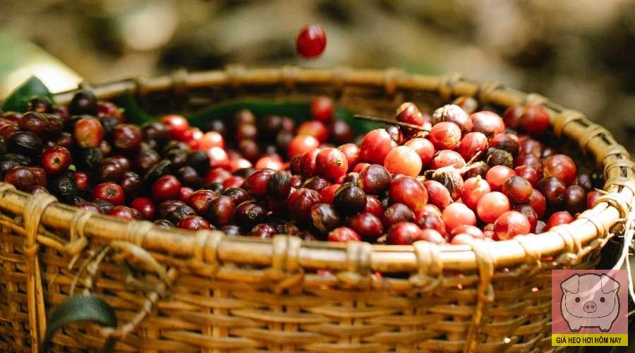 giá cà phê hôm nay, giá cà phê 25/10/2025, giá cà phê trong nước, giá cà phê thế giới, cà phê Tây Nguyên, thị trường cà phê