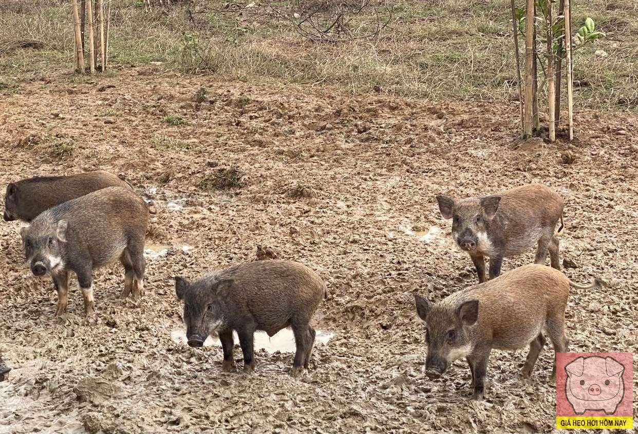 Dự báo giá heo hơi 31/10, giá heo hơi hôm nay, giá heo hơi 30/10, giá heo hơi miền Bắc, giá heo hơi miền Trung, giá heo hơi miền Nam, dự báo giá heo hơi 31/10